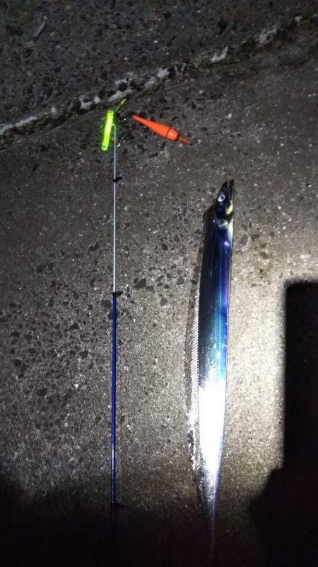 サバの合間にタチウオ